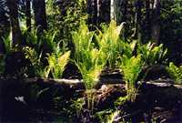 FORREST FERNS B